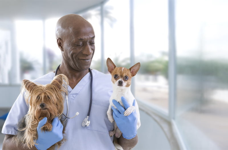 DVM vet with 2 dogs at pet clinic