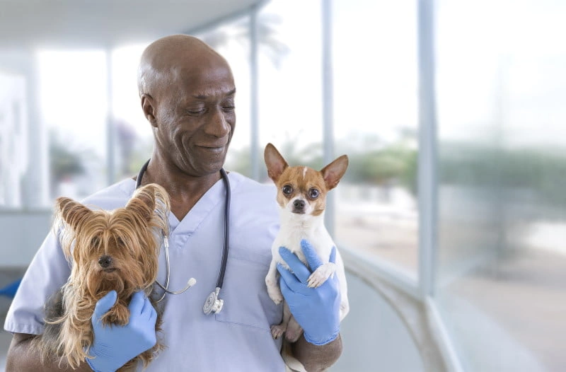 A person in medical scrubs holding a Yorkshire Terrier and a Chihuahua highlighting the importance of SEO for Veterinarians
